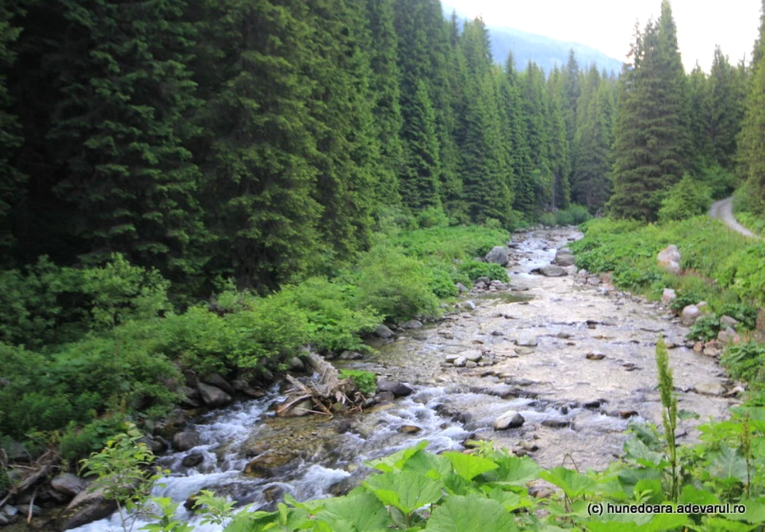 Valea Lăpuşnicului, Parcul Naţional retezat. FOTO: Daniel Guţă. ADEVĂRUL.