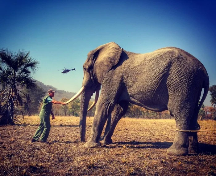 elefant original jpg jpeg
