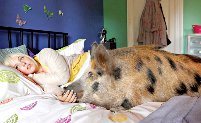 
    Grohăitorul mai-mai să  rupă patul cu greutatea  lui, dar Anna îl lasă să  se hârjonească în voie (fotografii: giliver/ rexfeatures)  