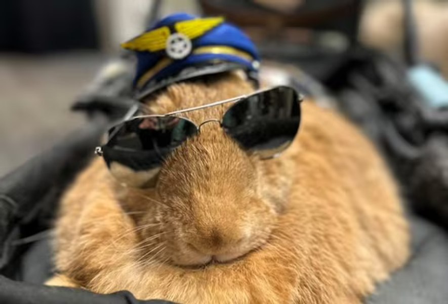 Alex cel Mare, iepurele salvat de la o fermă și transformat în animal terapeutic. Este vedetă în aeroporturi și participă la meciuri de baseball