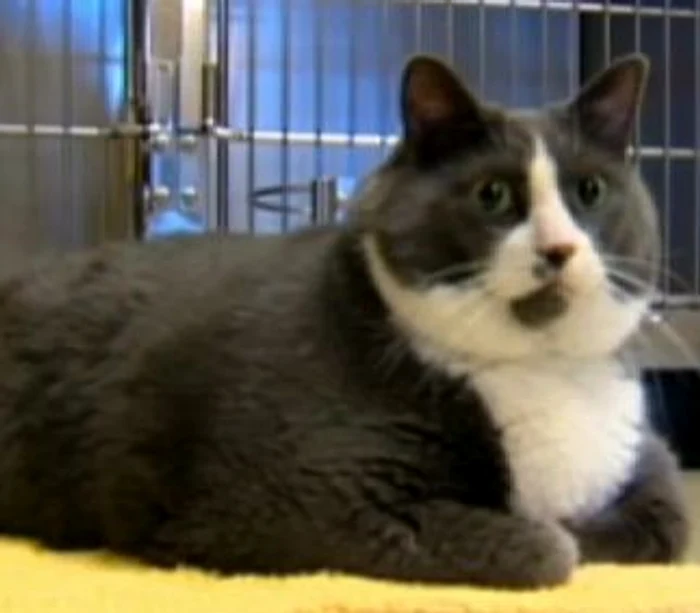 Walter are 13 kilograme şi deţine titlul "cel mai gras pisoi din lume"