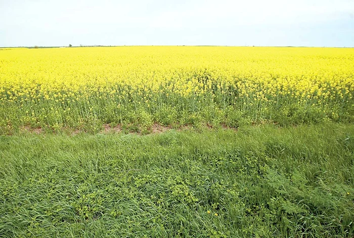 Florin Raţă cultivă pe cele 400 de hectare de pământ orz, grâu şi rapiţă