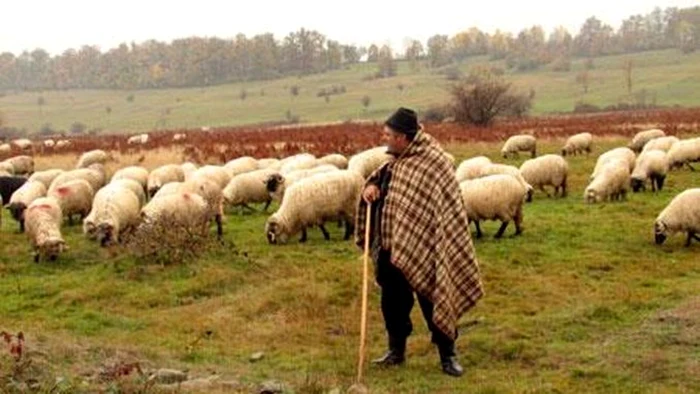 Cioban cu oile.  FOTO. agrointel.ro