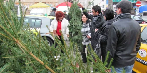 Brazii au preţuri cuprinse între 50 şi 100 de lei