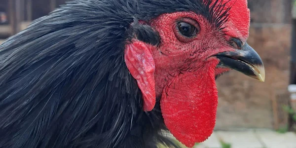 Cocoșul campion de la Margina FOTO arhivă personală