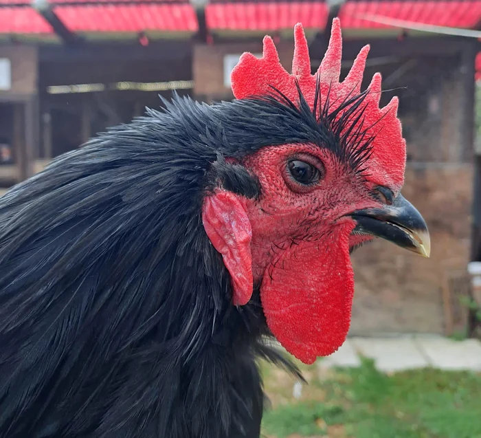 Cocoșul lui Radu Tuștean FOTO arhivă personală