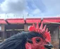 Cocoșul campion de la Margina FOTO arhivă personală
