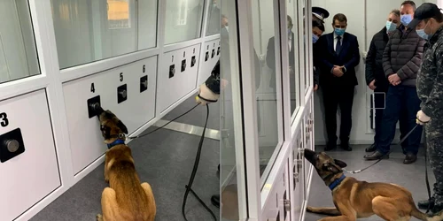 Câini dresaţi să depisteze coronavirusul FOTO Poliţia Română
