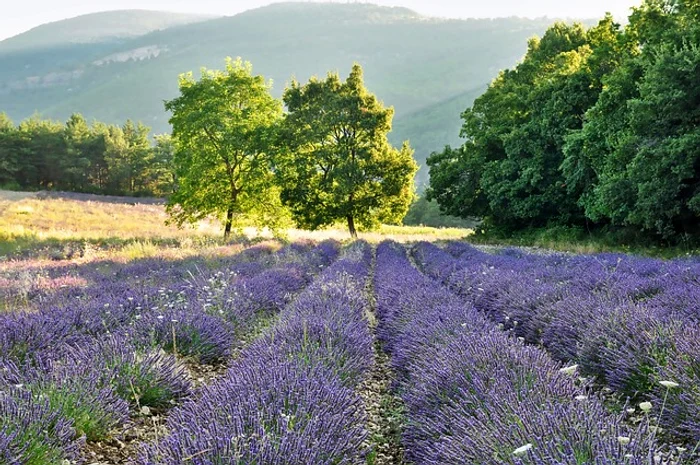Lavandă / foto: Pixabay