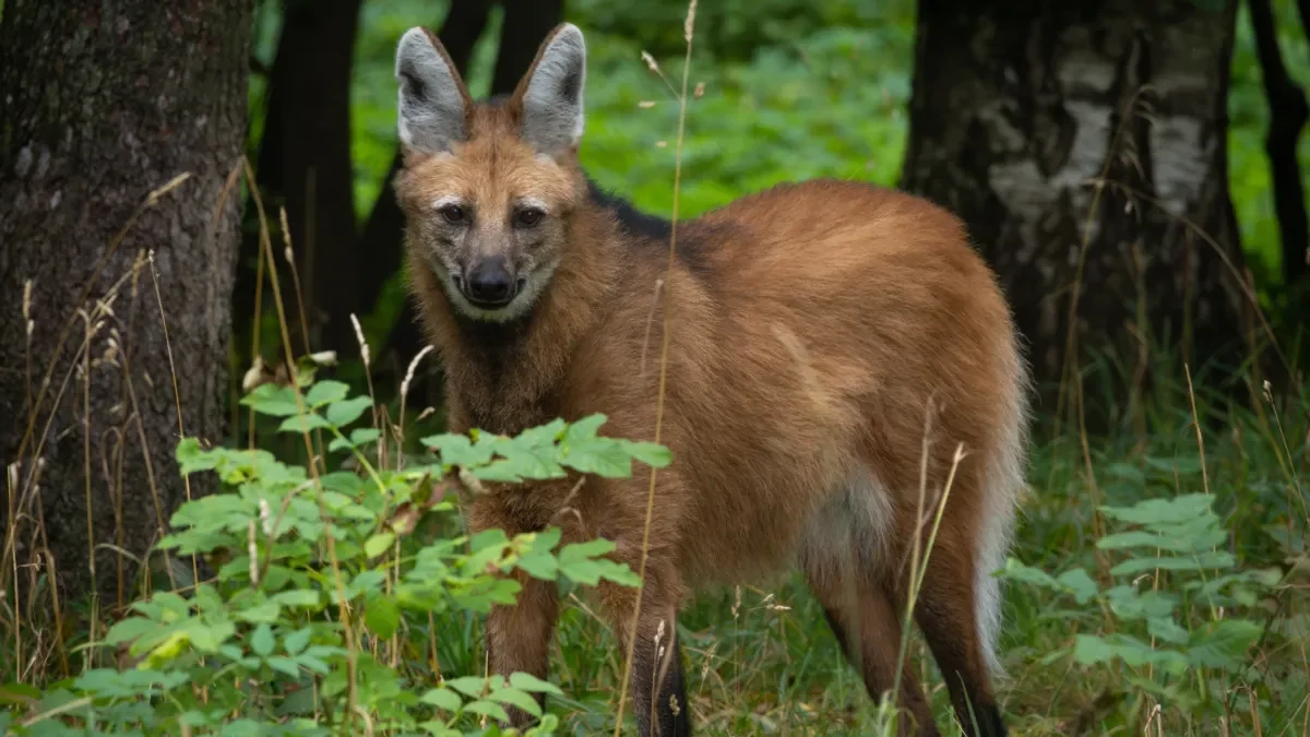 Animalul ciudat care miroase a marijuana: arată ca o încrucișare între căprioară, lup și vulpe. Care este explicația științifică