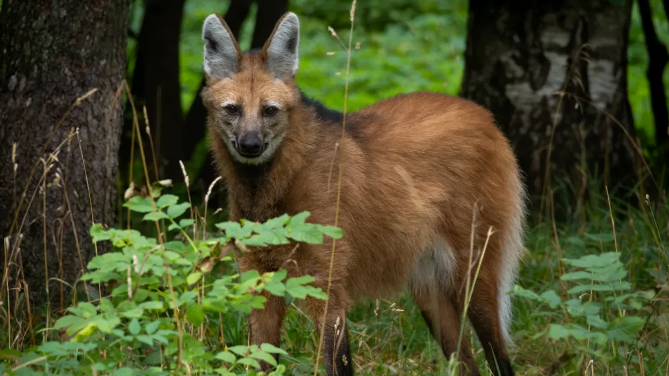 Animalul care miroase a marijuana
