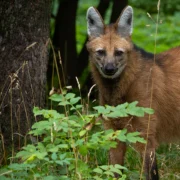 maned wolf smells like weed l webp