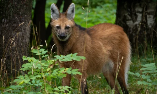 maned wolf smells like weed l webp
