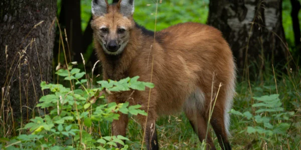 maned wolf smells like weed l webp