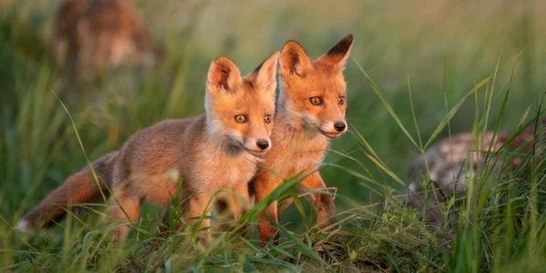 pui de vulpe foto shutterstock