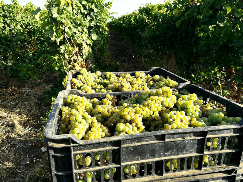 Viile dobrogene, recolte mai slabe din cauza secetei. „Viticultura, un fel de oaie neagră a agriculturii”