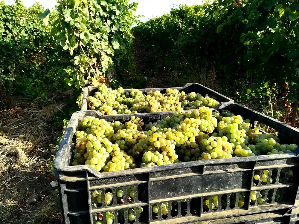Producția de struguri a scăzut FOTO: Crama Histria