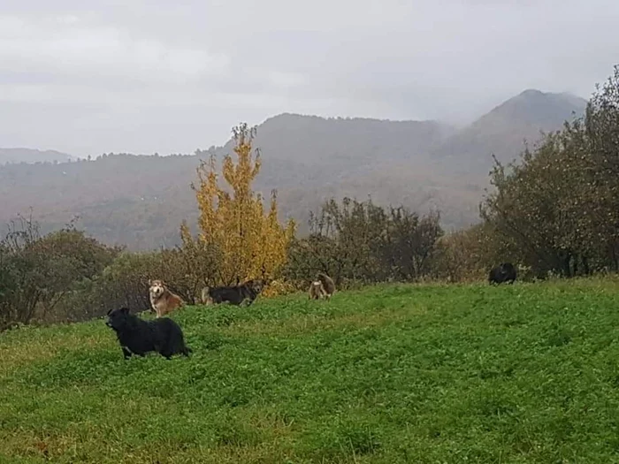 Câinii zburdă liberi pe străzi FOTO SB