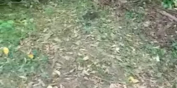 ursulprins neamt