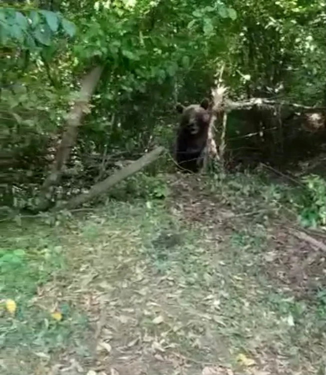 Tranchilizarea ursului nu a fost posibilă, astfel că s-a recurs la altă soluţie FOTO ISU Neamţ