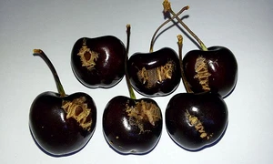 Imperfect Cherries   6 jpg