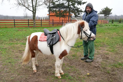 Ponei în Parcul Romanescu de Crăciun FOTO: FB/Olguța Vasilescu