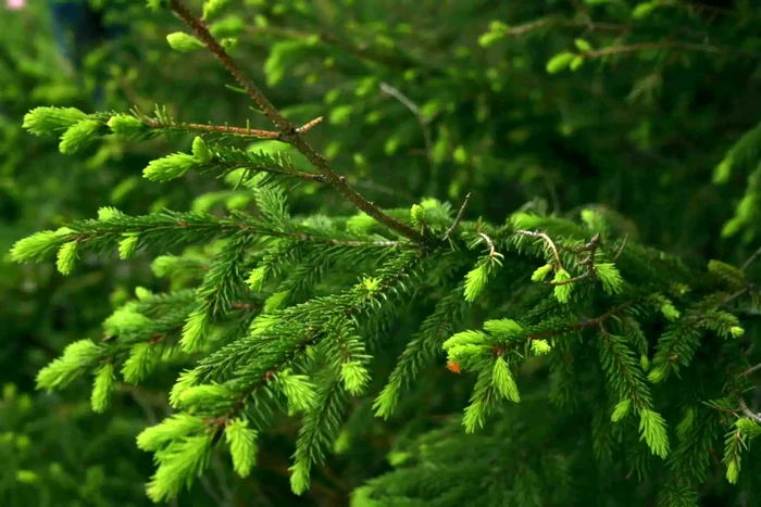 Bradul, planta lunii decembrie. Ceai, sirop și rășină pentru o sănătate de fier