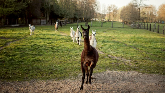 
    Lama Winter produce anticorpi care ar putea salva lumea de coronavirusfoto: rtl.de  