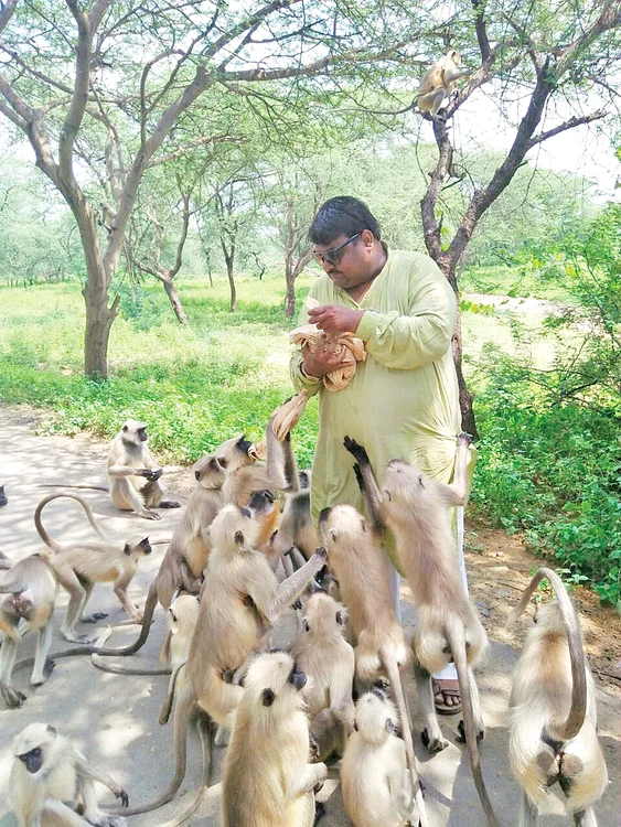 Langurii sunt în extaz, a venit prânzul la ei şi nu trebuie să îl mai caute prin pădure...