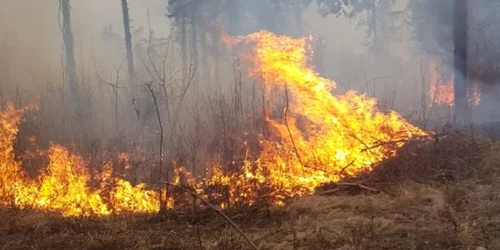 incendiu padure pietrosita