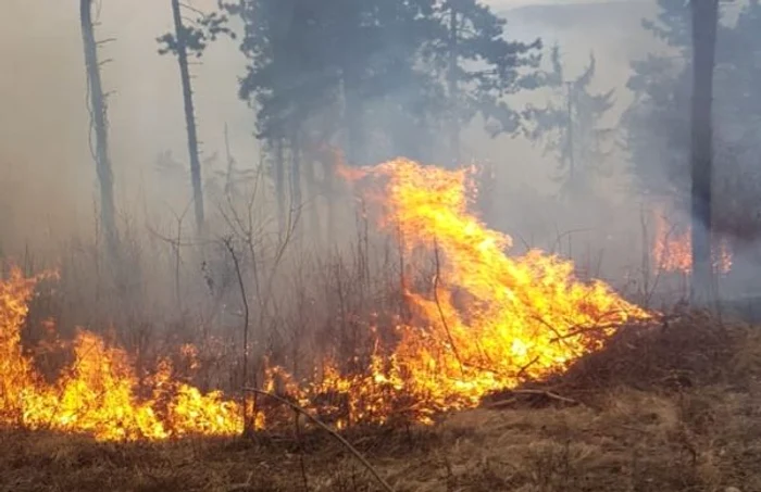 FOTO: Incendiu pădure pini, Pietroşiţa