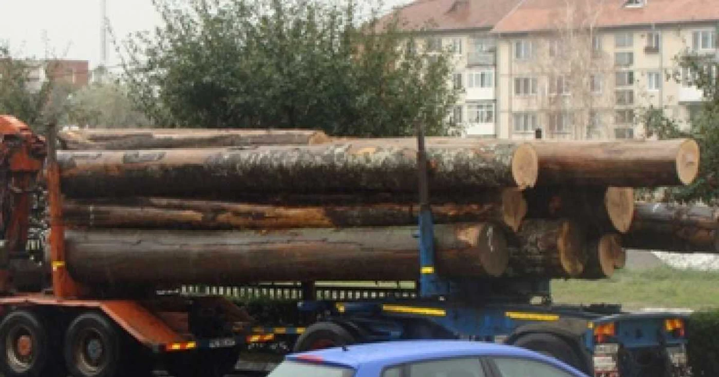 Râmnicu Vâlcea: Se fură din pădure ca din... codru - Adevărul la minut