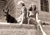 historia ro undefined jpeg