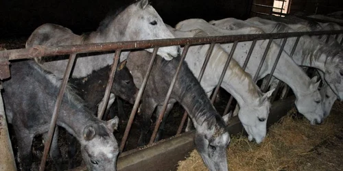 Caii abandonaţi în grajdurile fostului CAP din Fierbinţi vor fi eliberaţi