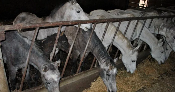 Caii abandonaţi în grajdurile fostului CAP din Fierbinţi vor fi eliberaţi