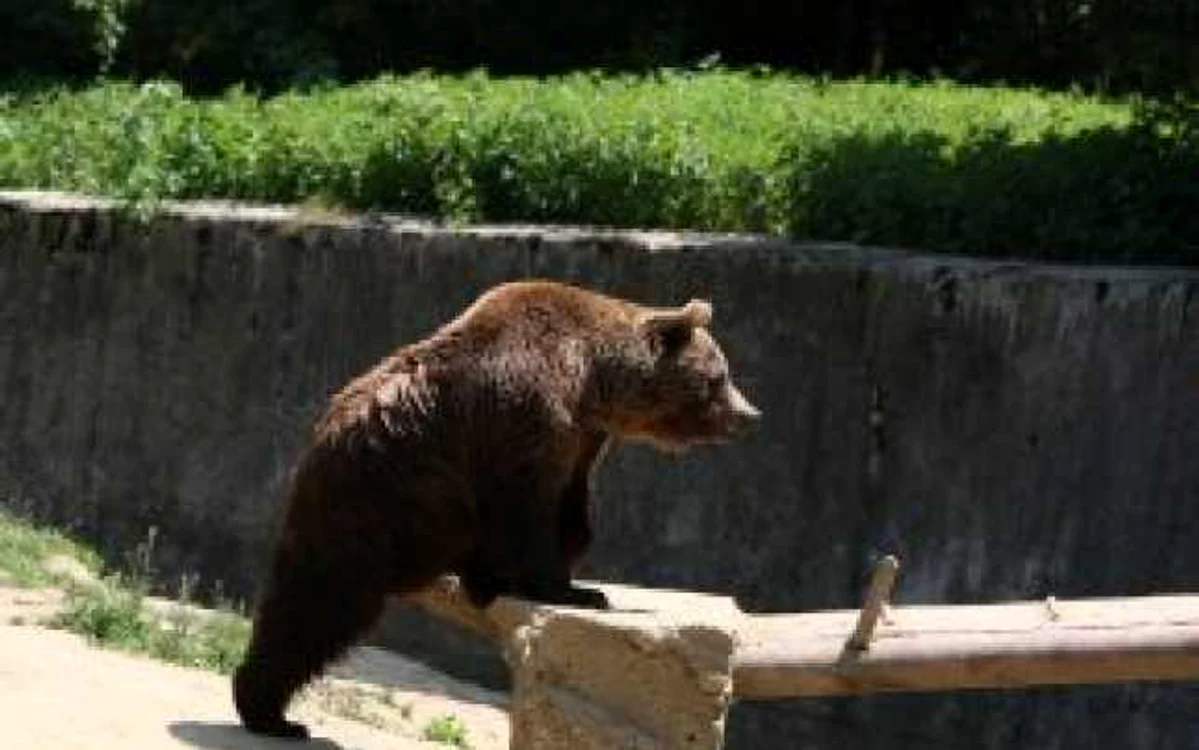 Piteşti: UPDATE - Piteştenii atacaţi de urs s-au întors acasă