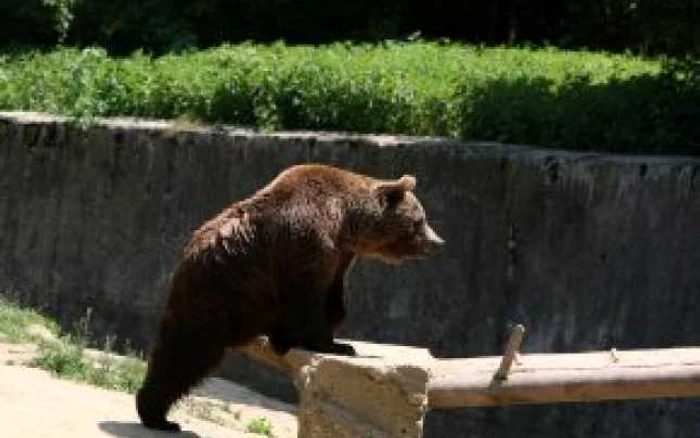 Piteşti: UPDATE - Piteştenii atacaţi de urs s-au întors acasă