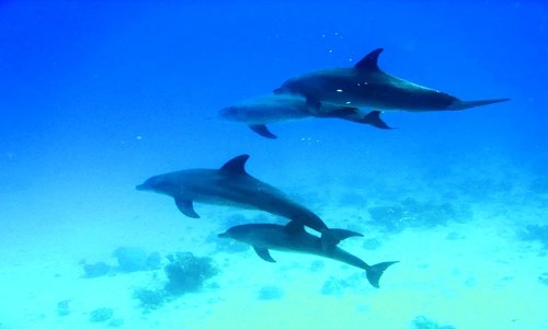 1 75219 original jpg jpeg