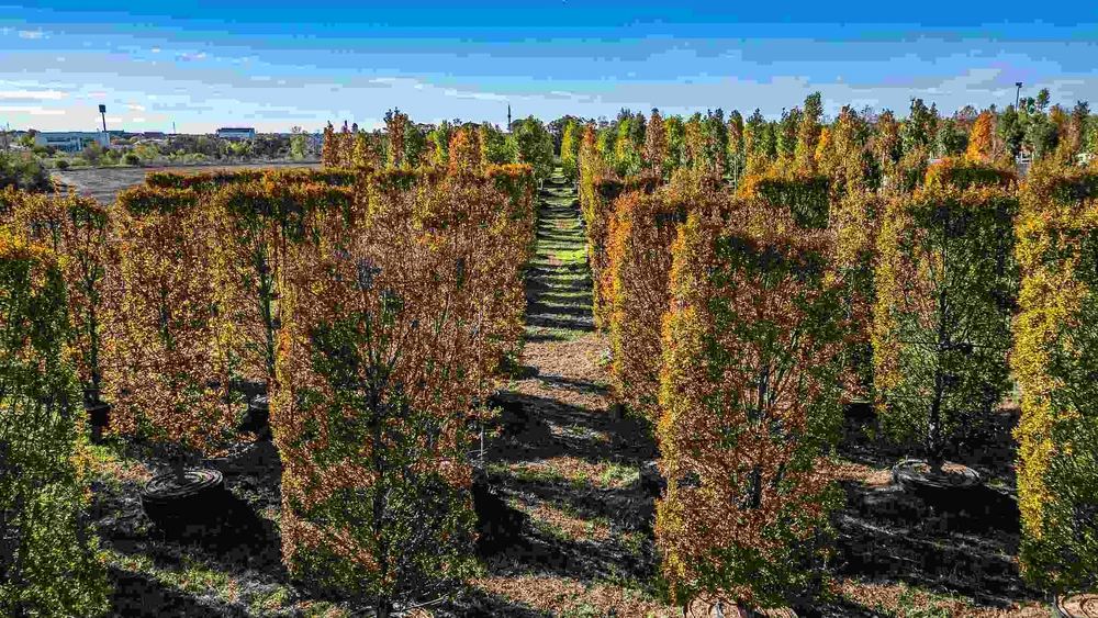 Copacii care vor schimba fața Constanței: Pepiniera IULIUS prinde rădăcini