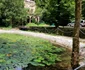 Moneasa (12) jpg