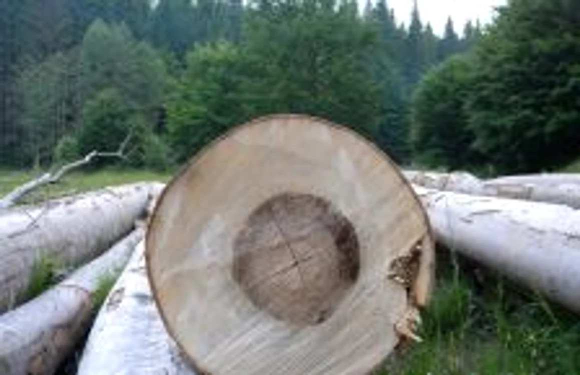 Din fericire, copacul nu a făcut victime. FOTO: arhivă Adevărul Ploieşti