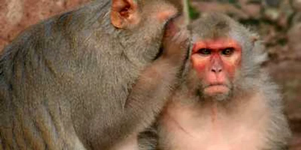 maimuta rhesus foto the dodo.com