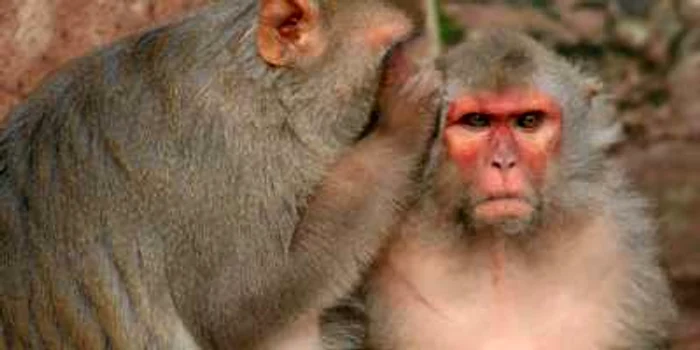 În experiment au fost folosite două maimuţe Rhesus FOTO thedodo.com