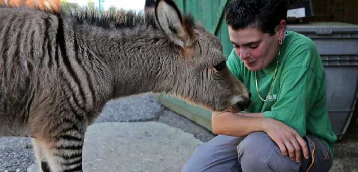 Zebra-măgar de la rezervaţia din Florenţa FOTO Guliver/Splash News