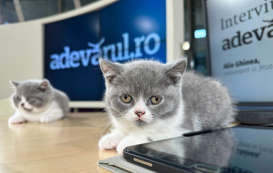 Și pisicile vor plăti TVA mărit. Ce soluții există pentru a proteja animalele de companie?