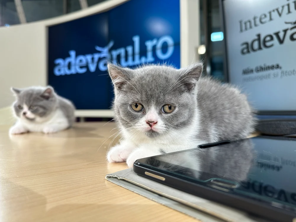Și pisicile vor plăti TVA mărit Sursa foto Adevarul 