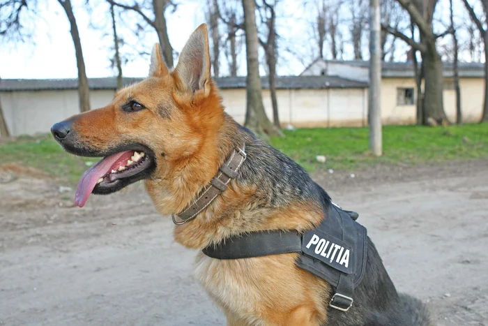 Câini de urmă special antrenaţi pentru astfel de situaţii nu au descoperit cadavrul