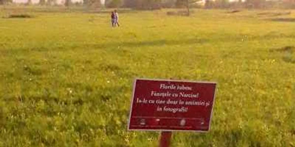 narcise
