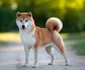 Shiba Inu jpg