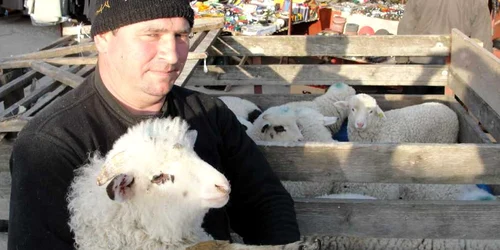 18 lei pentru un kilogram preţul de pornire la mieii vii în Satu Mare